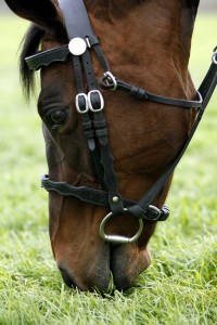 Cover photo for Chilly Weather Means Changes for Horses Too