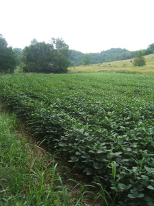 Cover photo for Soybeans
