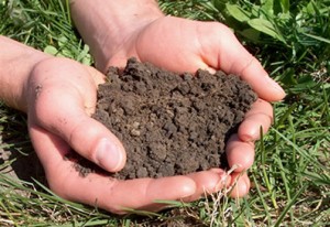 Cover photo for Successfully Expanding Your Garden