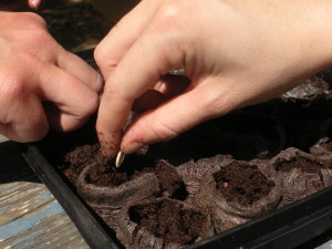 Cover photo for Sprouting Seeds for Spring