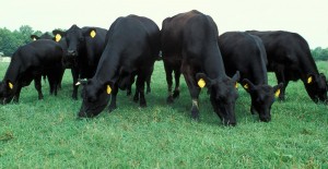 Cover photo for Steers: More Profit and Better Beef