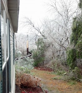 Cover photo for First Aid to Trees After the Storm