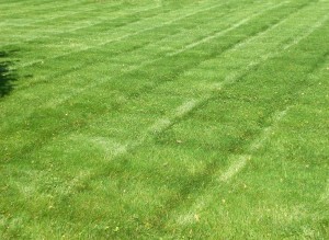 striped mowed lawn