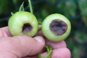 Blossom end rot