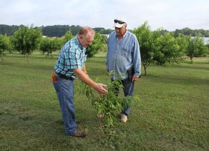 Cover photo for Fruit Tree Pruning Demonstration February 21