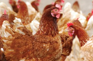 chickens