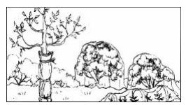 Cover photo for Hard Freeze Predicted for Much of the State 4/9/2016