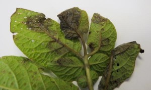 Cover photo for Scout Potatoes for Late Blight Due to Recent Reports