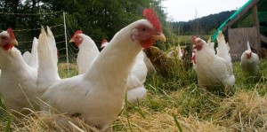 Cover photo for Backyard Flock Management