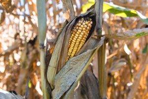 ear of corn