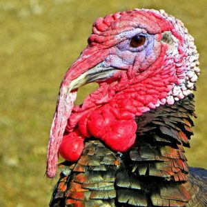 turkey