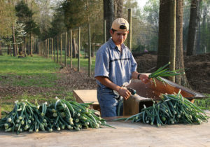 Cover photo for Register Now for Extension's Postharvest Handling Workshop for Farmers