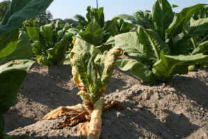 Cover photo for Thrips Flight and TSWV Risk Assessment Report – May 18, 2018