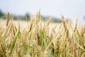 barley