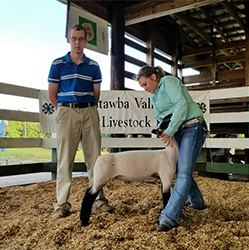 Cover photo for Catawba Valley Prospect Lamb / Goat Show