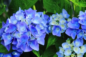 hydrangea