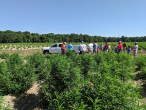 Agents visit the hemp production fields. Grower Ryan Patterson planted about 40 acres, starting in late May. He did three different planting dates.