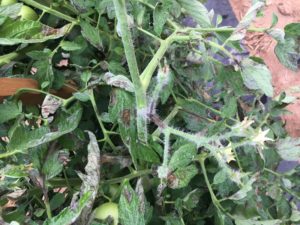 Cover photo for Vegetable Production Update- August 31st, 2018