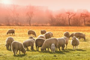 flock of sheet grazing in pasture