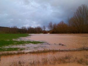 flooded field
