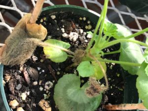 Cover photo for Watch Out for Botrytis Gray Mold in Your Greenhouse