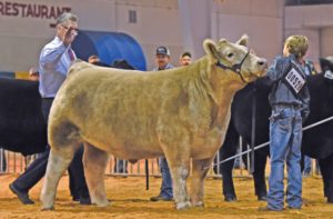 Cover photo for 2019 N.C. State Fair Market Steer Tag-in Dates & Locations
