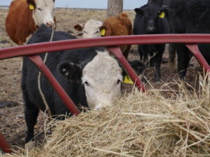 beef calf eating hay