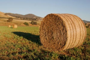 Round hay bale in field