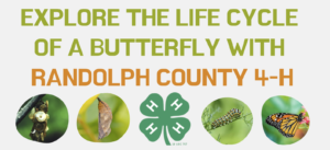 Explore The Life Cycle Of A Butterfly