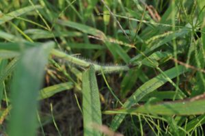 Crabgrass gets its close-up!