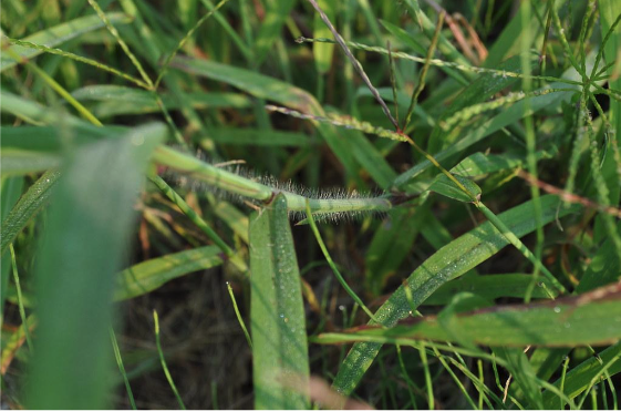 green grass