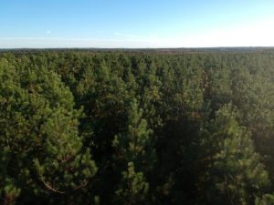 Overhead shot of NC forest