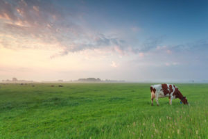 Large pasture with 1 brown and white cow