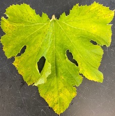 Pumpkin downy mildew