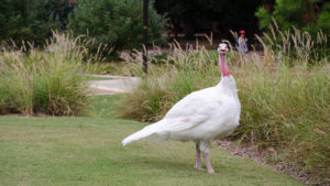 White surprised turkey