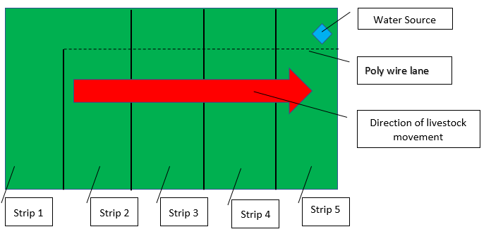 Strip diagram