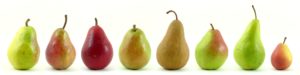 A row of fall pears.
