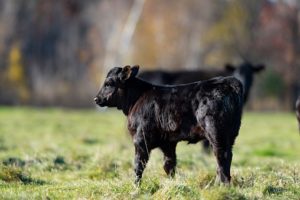 Furry black calve looking into the distance