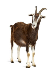Toggenburg goat