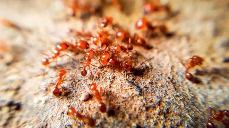 Fire ants on dirt mound
