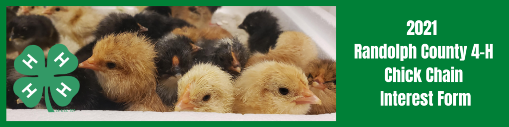 4-H Chick Chain