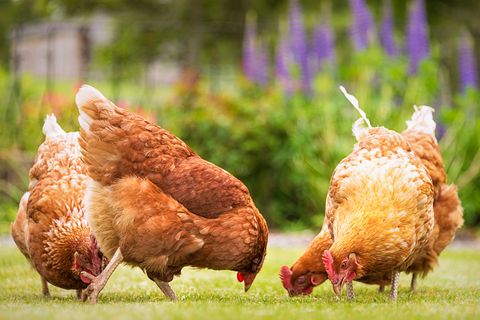 Three chickens pecking at ground