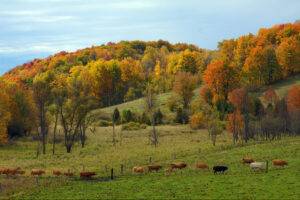 Cows Out Standing in a Fall Field