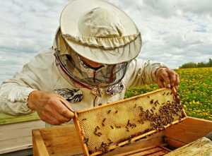 Cover photo for Beekeepers Series Begins in January