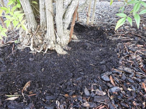 Figure 3. Mulch is applied six inches from the trunk of the tree to assist with air circulation and decrease incidence of pests and diseases.