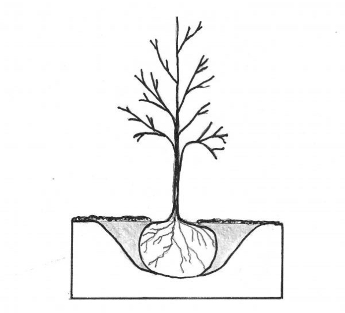 Diagram of a properly planted tree. Notice the flare of the trunk sitting slightly above the grade of the soil. The hole is deep enough for the root ball and two to three times wider.