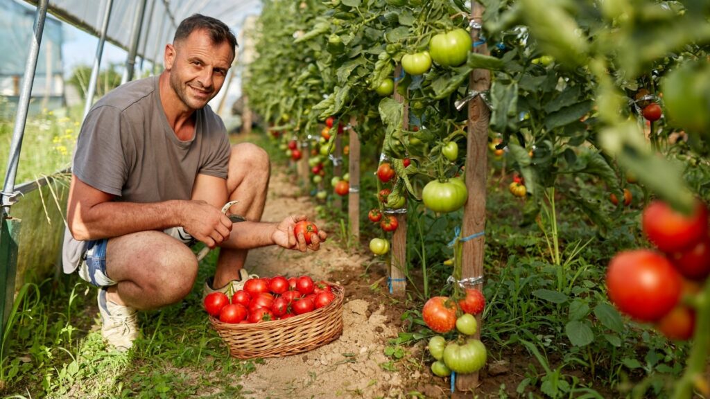 Tomatoes at Farm School