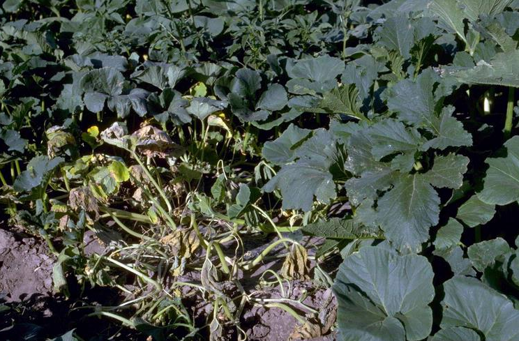 Bacterial wilt appears in the field as plants that have mysteriously wilted alongside normal plants.