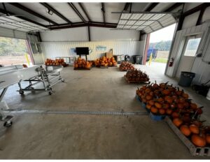 Pumpkins being stored in packhouse