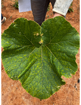 Image of a pumpkin leaf with a mottled, bleached out appearance from above on the leaf which is indicative of downy mildew on pumpkins. 